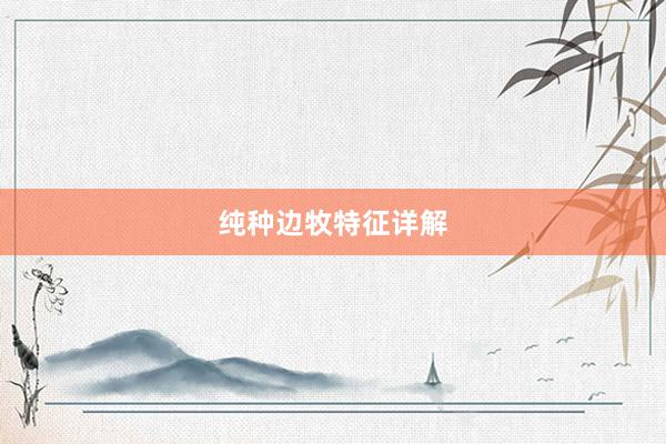 纯种边牧特征详解